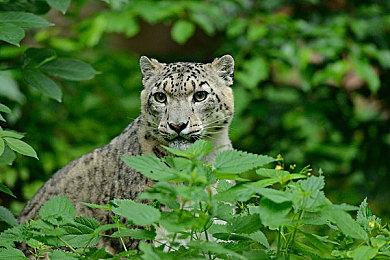 猫咪叙事冒险《冒牌猫谜》登陆Steam 主机版开发中