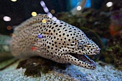 《宝可梦Sleep》未来更新内容公布 将添加新宝可梦