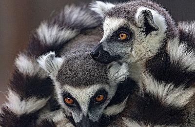 《战地6》单人战役IGN 5分 MTC综合得分84分